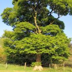 Platan javorolistý (Platanus x acerifolia) - výška 160-180 cm, kont. C10L